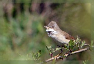 Common Whitethroat