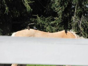 Brown headed Cowbirds on horse