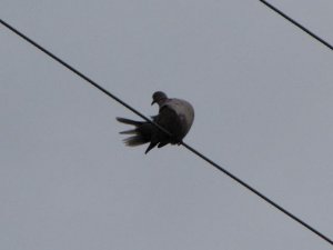 Eurasian Collared Dove