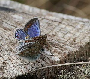 Common Blue - Shakin' Dat Azz