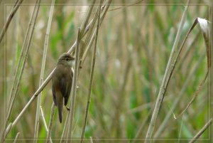 In the Reeds (part 2)