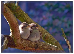 Snuggling Siblings