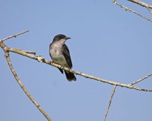 Eastern Kingbird