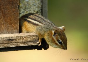 Chipmunk with full belly!