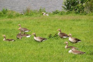 Greylags