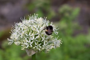 White Tailed Bee