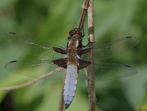 Broad-Bodied Chaser - Libellula depressa