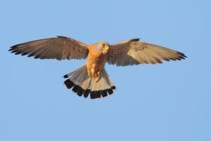 Hovering Lesser Kestrel