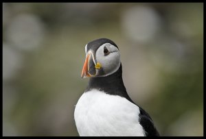 Atlantic Puffin