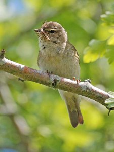 Willow Warbler