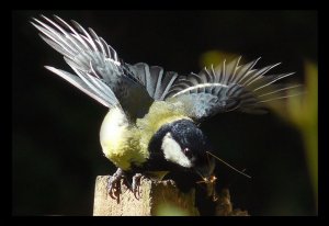 Displaying Great Tit