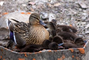 A Mother's love