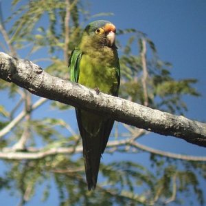 Orange-fronted Parakeet