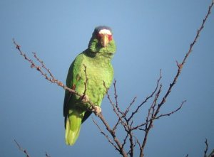 White-fronted Parrot