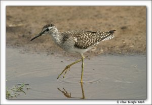 Wood Sandpiper