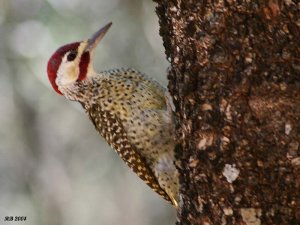 Bennett's Woodpecker