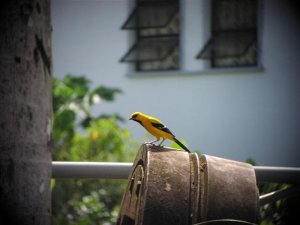 Yellow Oriole