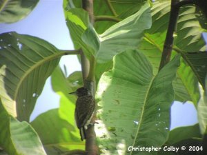 White-bellied Piculet