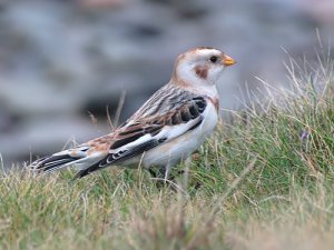 Snow Bunting