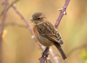 Stonechat