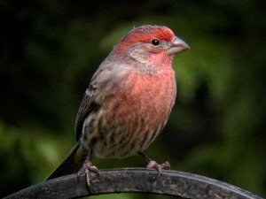 House Finch