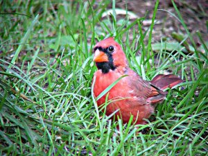 Northern Cardinal