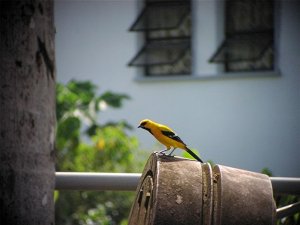 Yellow Oriole