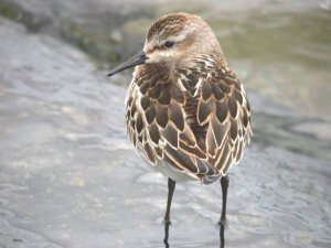 Little Stint