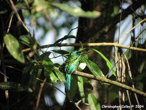 Green-tailed Jacamar