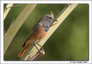 Black Redstart