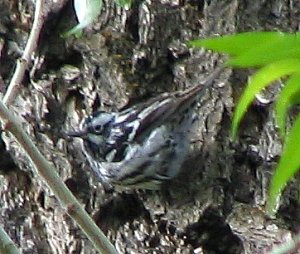 Black and White Warbler