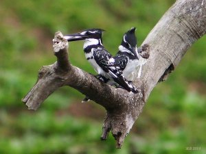 Pied Kingfisher