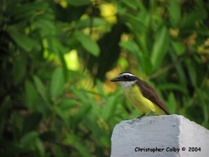 Great Kiskadee