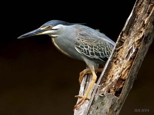 Striated Heron