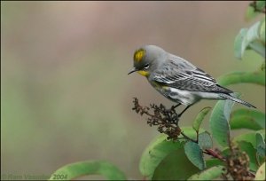 Yellow-rumped Warbler