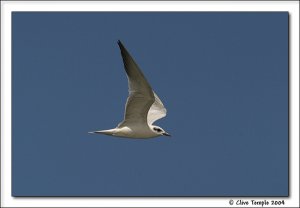 Gull-billed tern