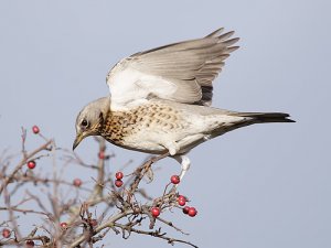 Fieldfare