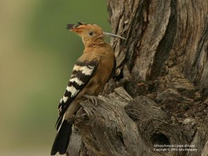 African Hoopoe