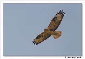 Long-legged Buzzard