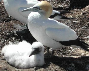 Gannet with chick