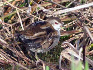 Little Crake