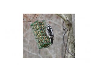 Unknown Woodpecker