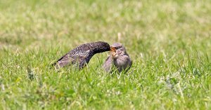Juvenile Starling Being Fed