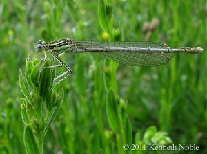 white-legged damselfly