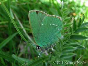 green hairstreak