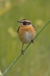 Whinchat