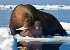 Pacific Walrus