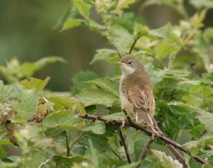 Young Whitethroat