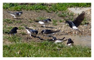 Busy House Martins