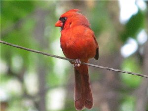 Newly fledged Northern Cardinal